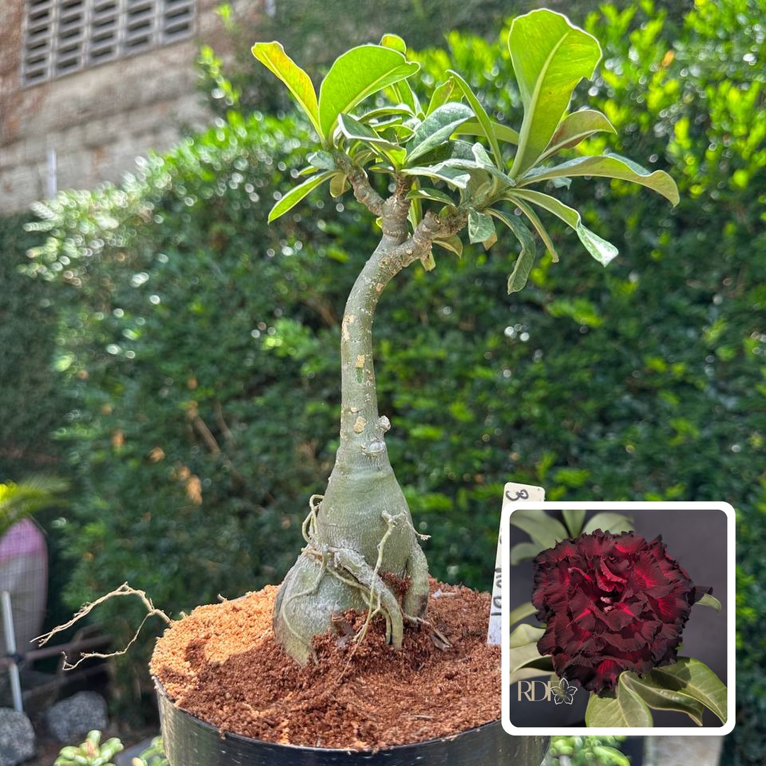 0110 36 Big Caudex Blood Ruby (Leilão)