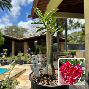 0110 73 Rosa do Deserto Red Cloak