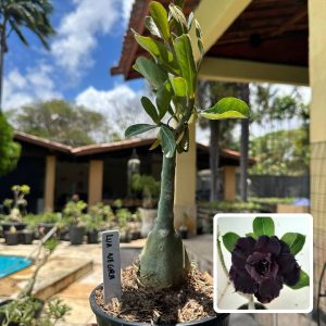 0110 74 Rosa do Deserto Lua Negra
