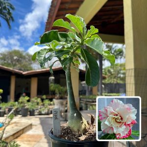 0110 75 Rosa do Deserto Pearl