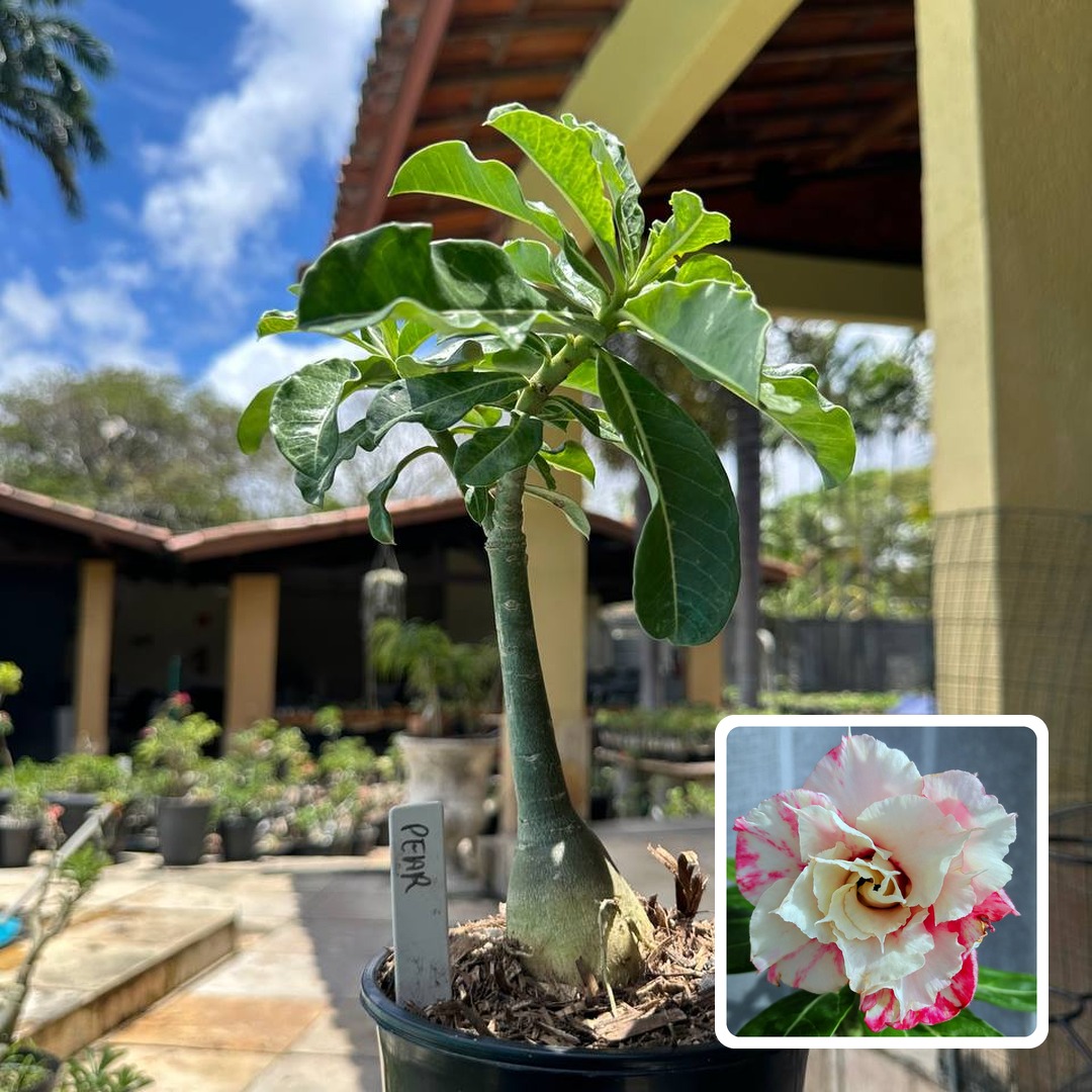 0110 75 Rosa do Deserto Pearl