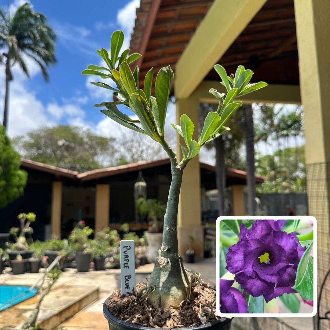 0110 76 Rosa do Deserto Purple Blue