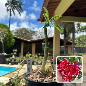 0110 79 Rosa do Deserto Red Cloak