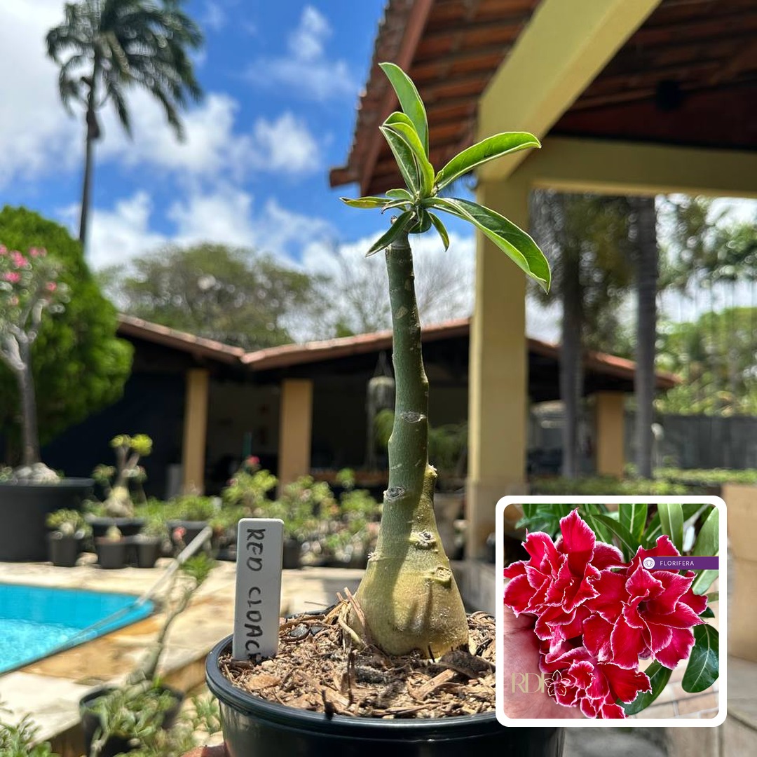 0110 79 Rosa do Deserto Red Cloak