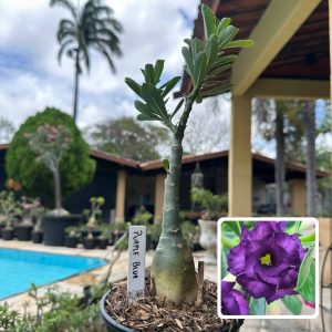 0110 92 Rosa do Deserto Purple Blue