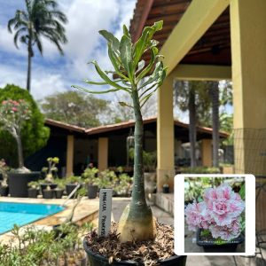0110 98 Rosa do Deserto Magical Princess