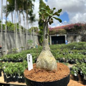 0210 01 Big Caudex Akachi (Leilão 3)