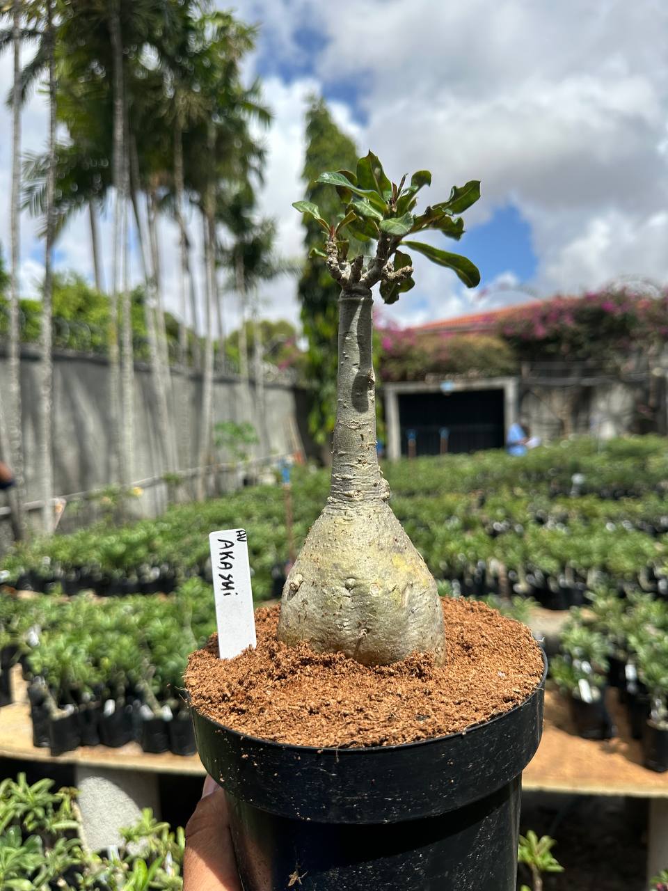 0210 01 Big Caudex Akachi (Leilão 3)