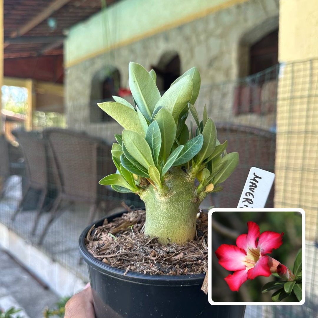 0210 04 Arabicum Maverick F3