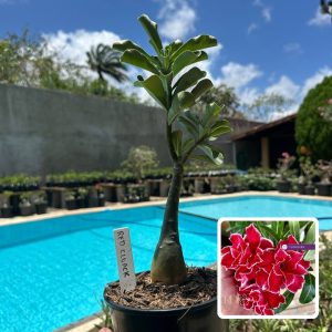 0210 04 Rosa do Deserto Red Cloak