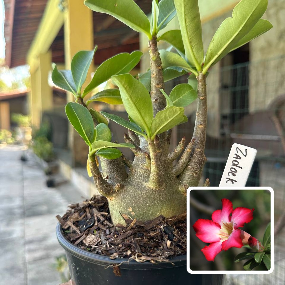 0210 05 Arabicum Zadock F3