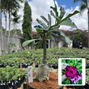 0210 06 Big Caudex Brd 100