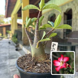 0210 07 Arabicum Pantera Negra F3