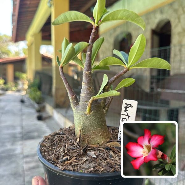 Arabicum Pantera Negra F3