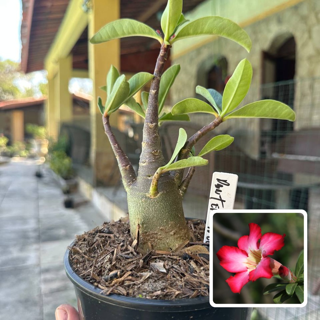 0210 07 Arabicum Pantera Negra F3