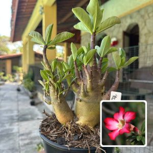 0210 08 Arabicum Red Skin F3