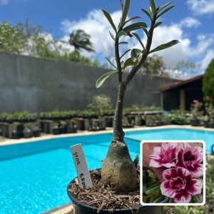 0210 09 Rosa do Deserto Star Brown