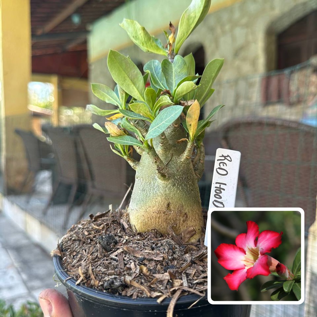 0210 10 Arabicum Red Hood F3