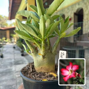 0210 11 Arabicum Zeus F3