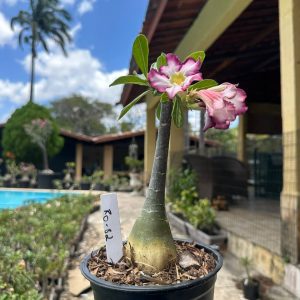 0210 118 Rosa do Deserto Ro 82
