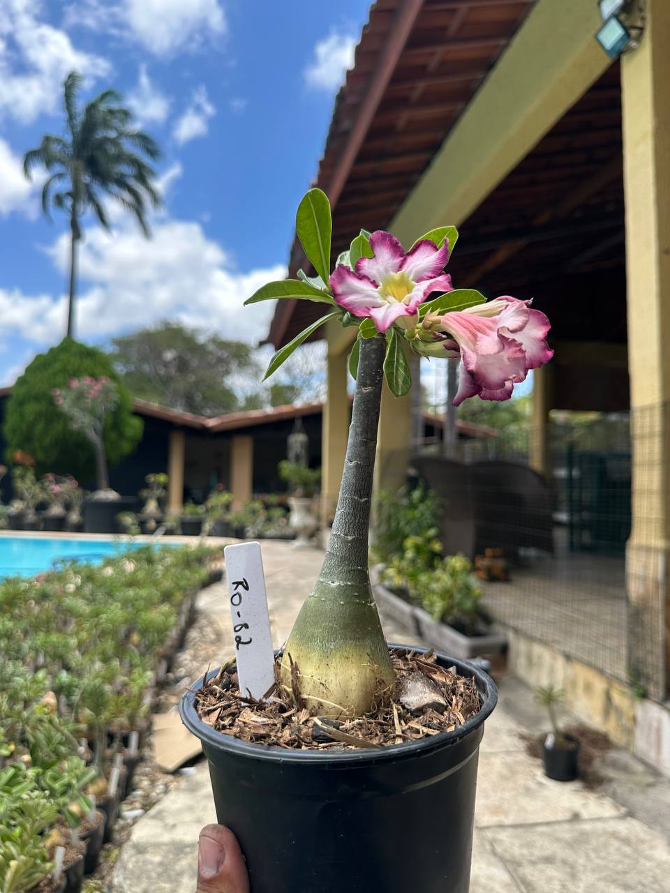 0210 118 Rosa do Deserto Ro 82