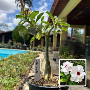 0210 119 Rosa do Deserto Lucky White