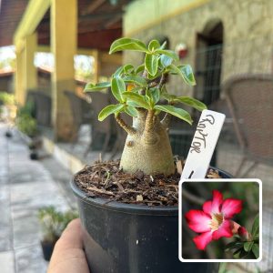 0210 12 Arabicum Raptor F3