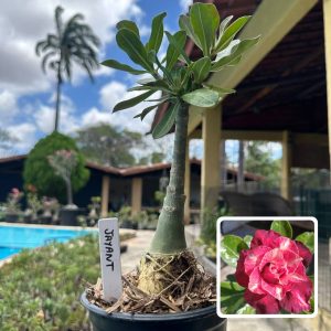 0210 121 Rosa do Deserto Jayanti