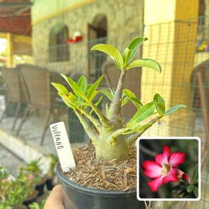 0210 15 Arabicum Volcano F3