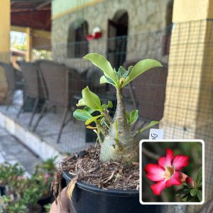 0210 17 Arabicum Dimetrodon F3