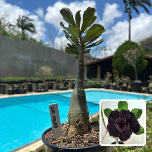0210 17 Rosa do Deserto Lua Negra