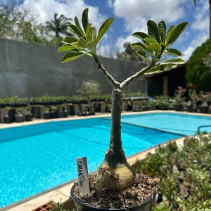 0210 18 Rosa do Deserto Carnation