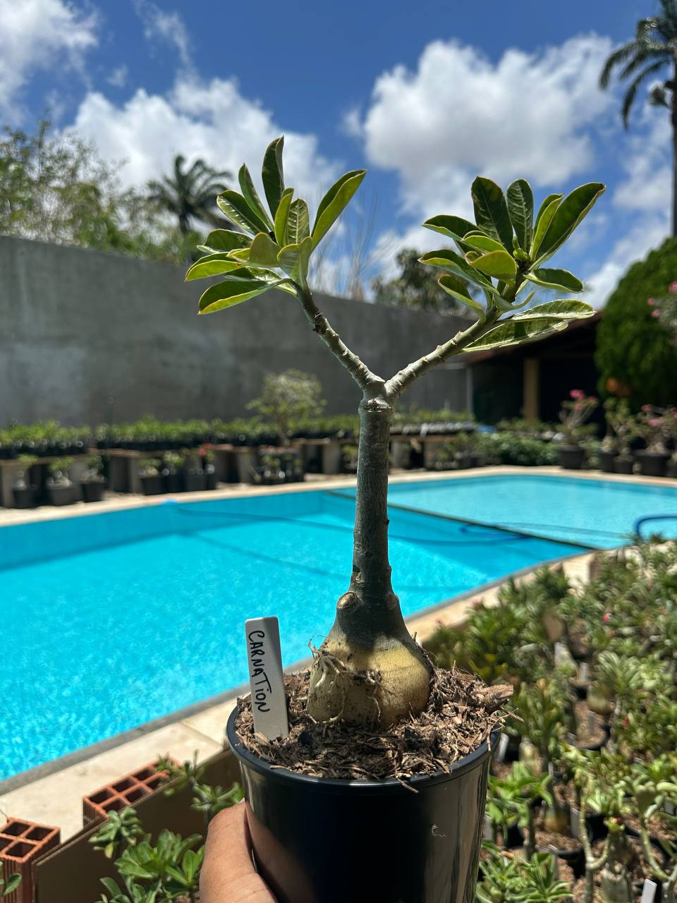 0210 18 Rosa do Deserto Carnation