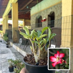 0210 20 Arabicum Green Gold F3