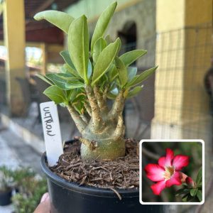 0210 21 Arabicum Ultron F3