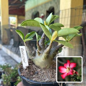 0210 24 Arabicum Poseidon F3