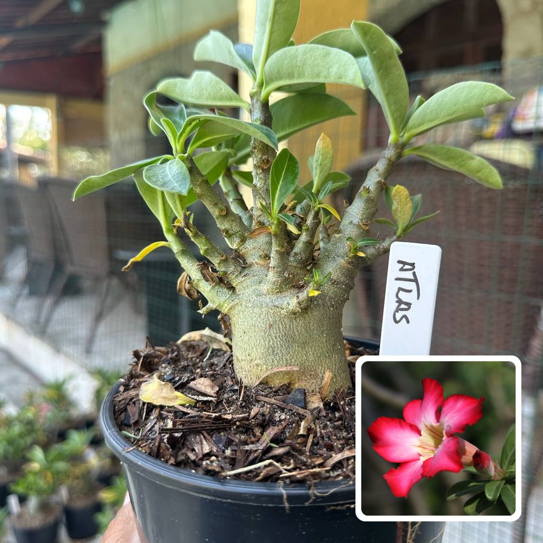 0210 25 Arabicum Atlas F3