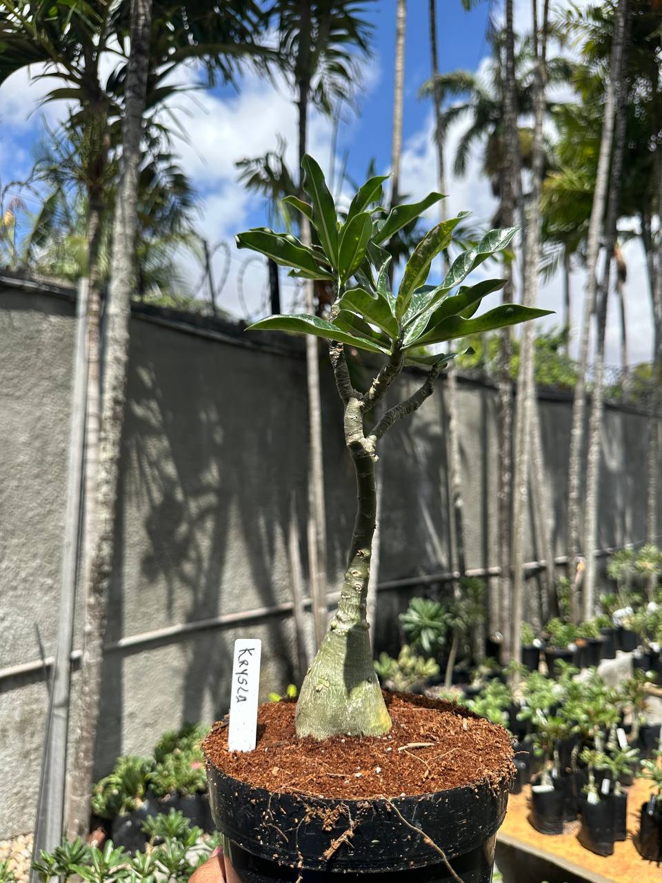 0210 31 Big Caudex Krysla