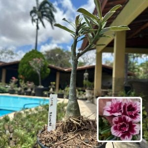 0210 40 Rosa do Deserto Star Brown