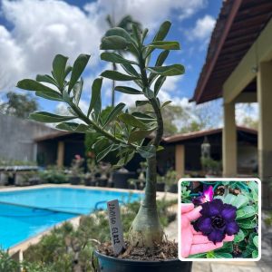 0210 44 Rosa do Deserto Indigo Glaze