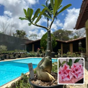 0210 53 Rosa do Deserto Lm 98