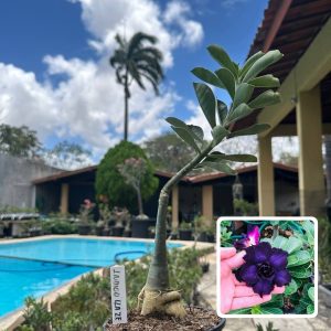 0210 61 Rosa do Deserto Indigo Glaze