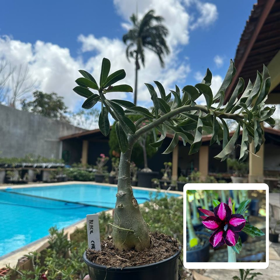 0210 62 Rosa do Deserto Black Cherry