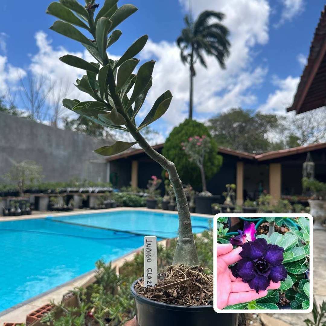 0210 63 Rosa do Deserto Indigo Glaze