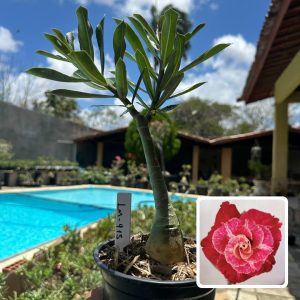 0210 68 Rosa do Deserto Lm 913