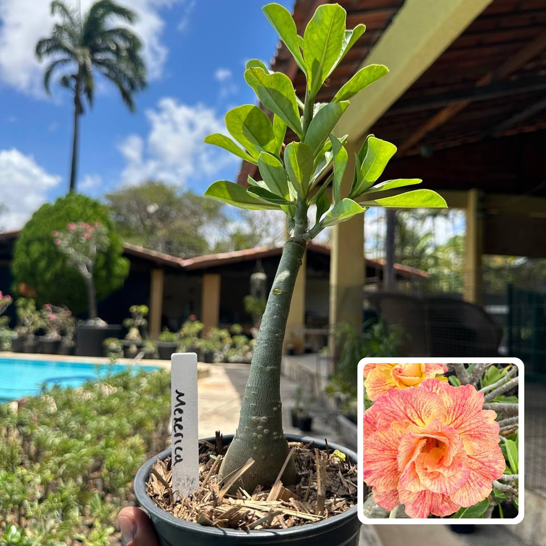 0210 78 Rosa do Deserto Mexirica
