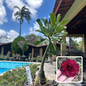 0210 79 Rosa do Deserto Black Dragon