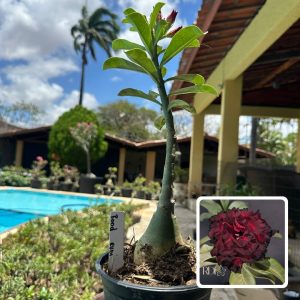 0210 84 Rosa do Deserto Bloody Rubi