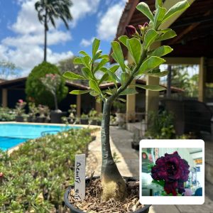 0210 85 Rosa do Deserto Beauty Witch
