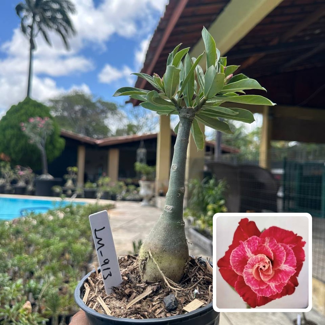 0210 87 Rosa do Deserto Lm 913